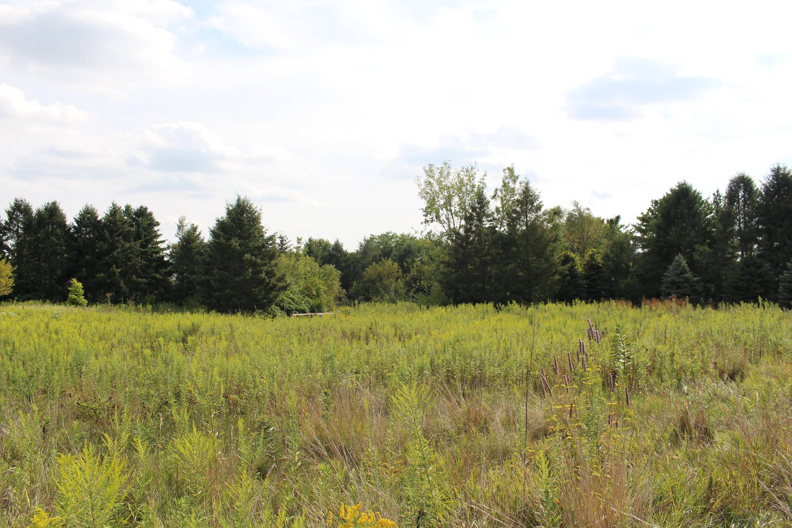 Fransen Nature Area - Bloomington-Normal, Illinois