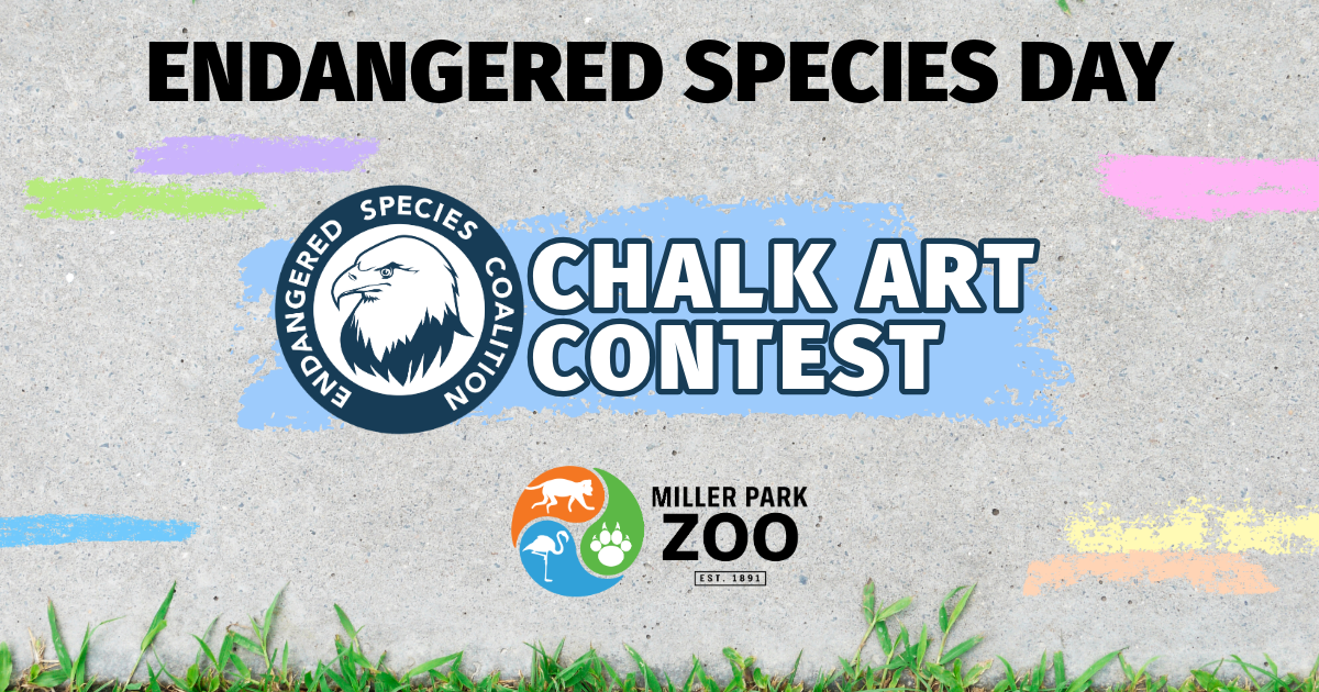 Endangered Species Coalition Chalk Art Contest